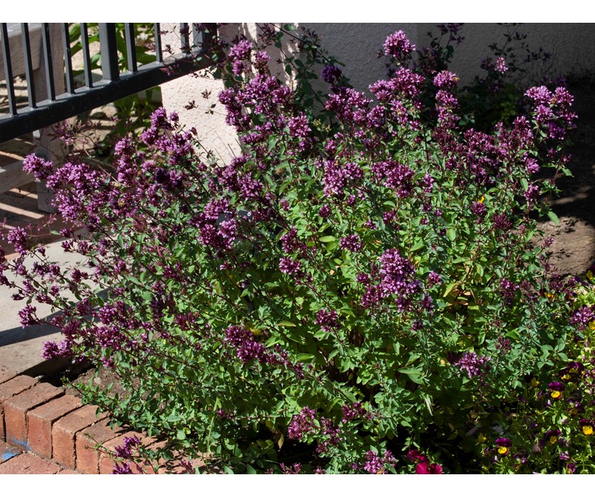 Purple Ornamental Oregano